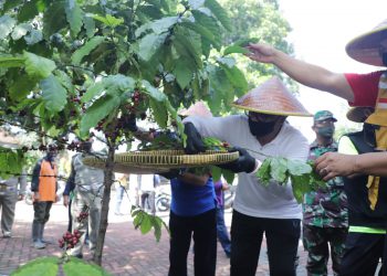 Sofyan Edi Jarwoko, Wakil Walikota Malang sedang memetik biji kopi Tulang