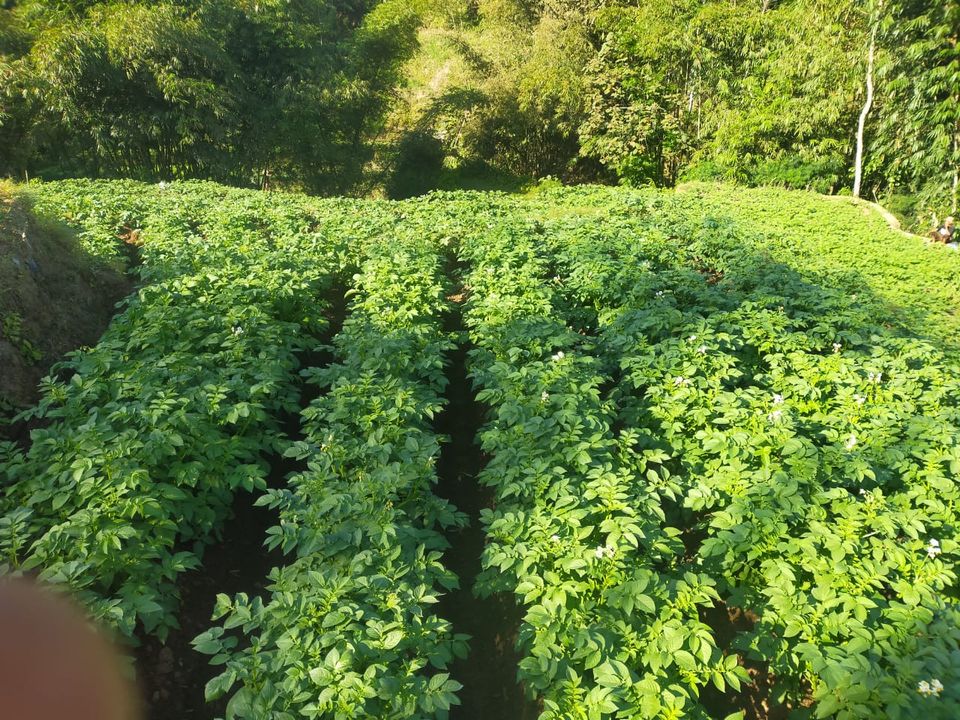 Petani Cabai Terpaksa Tanam Kentang Lantaran Harga Jual Merana