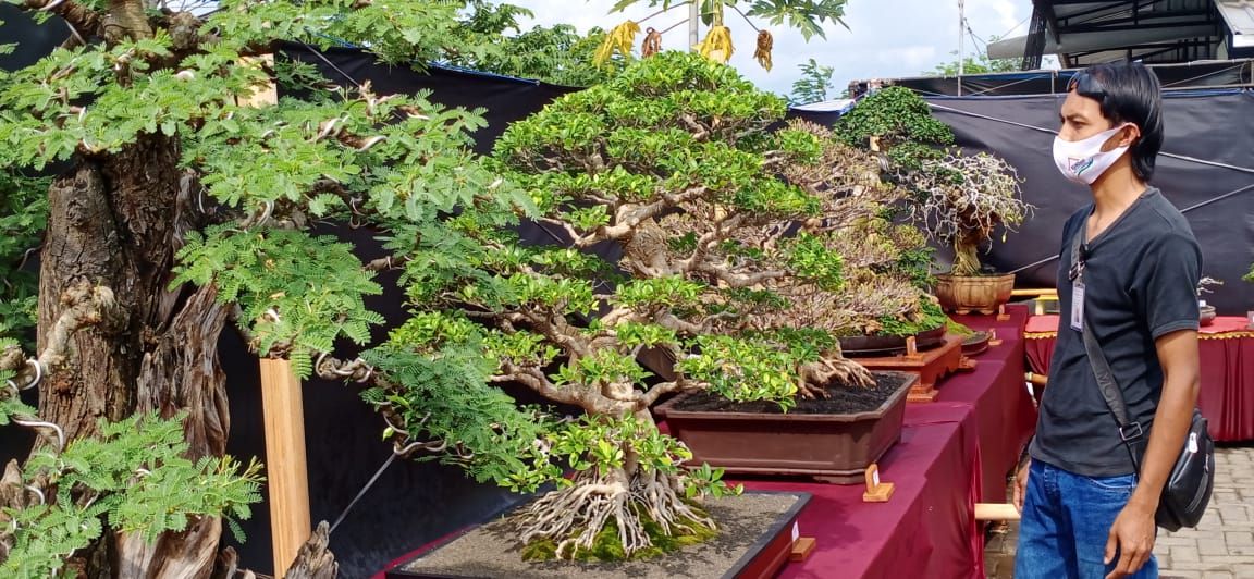Gugah Penghobi Bonsai Lewat Pameran