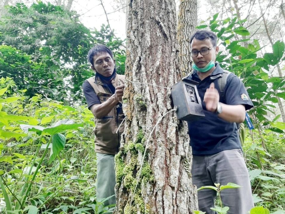 BKSDA Pasang Kamera untuk Merekam Gerakan Harimau di Tulungagung