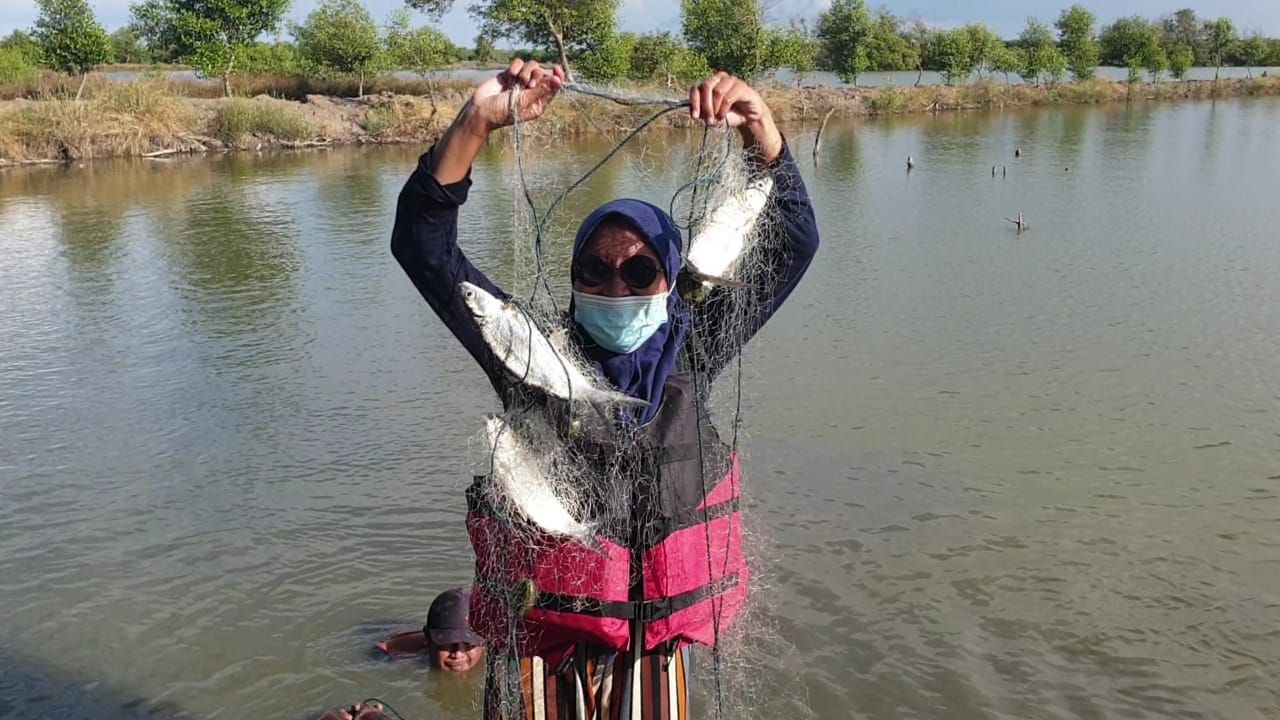 Wisata MBS Pangkah Wetan Gresik Tawarkan Tangkap Ikan dan Dimasak di Tempat