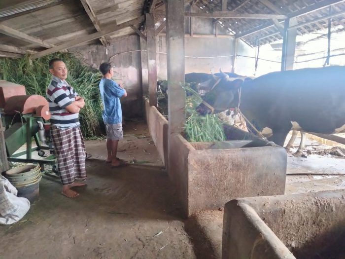 Sejak Wabah PMK, Peternak Pujon Malang Mandiri, Tak Berharap Bantuan Obat dari Pemerintah