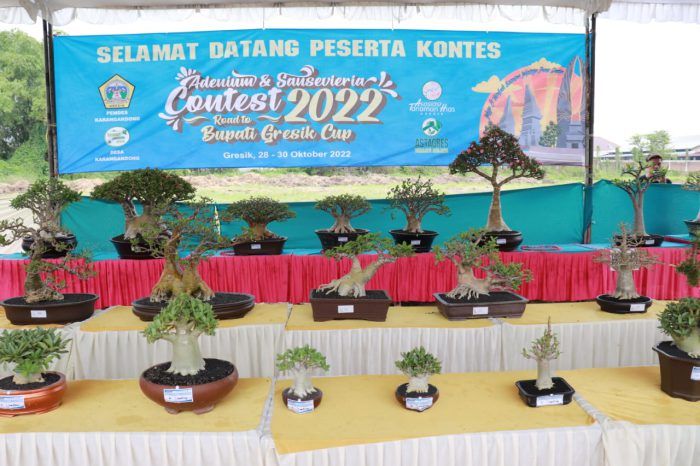 Ratusan Tanaman Hias Bernilai Miliaran Rupiah Ikut Kontes Bupati Gresik Cup 2022
