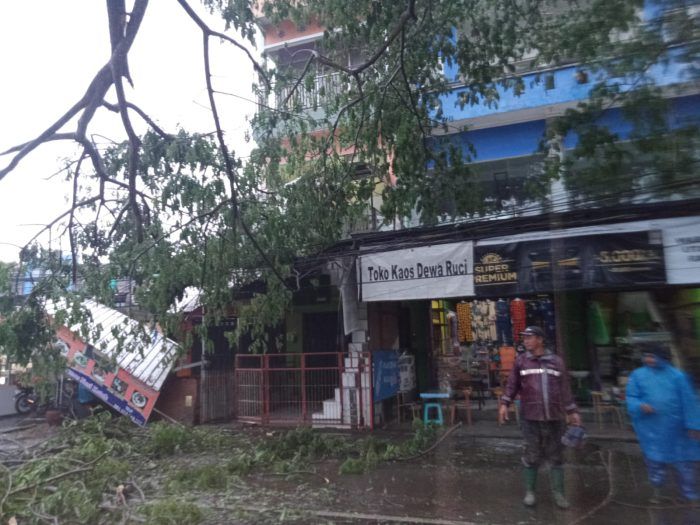 Pohon Tumbang Timpa Dua Ruko Depan Jatim Park 2 Kota Batu