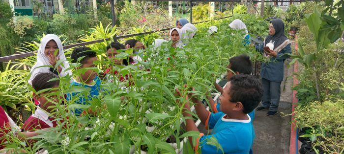 SDN Tanah Kalikedinding 1/251 Surabaya Panen Kangkung dan Sawi