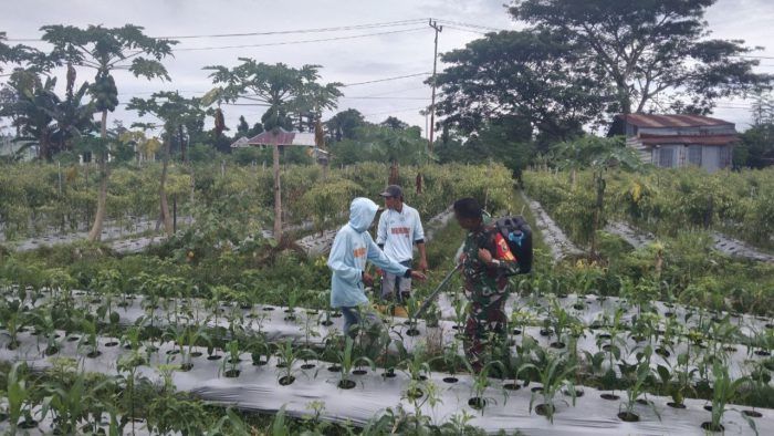 Dukung Ketahanan Pangan, Babinsa Koramil Mapurujaya Dampingi Petani Cabai