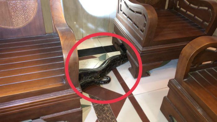 Ular Piton Masuk Rumah Gegerkan Warga Perum Dinari Dahanrejo