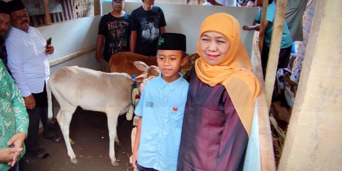 Nanda bersama Khofifah di kandang sapi Sri dan Jeki. (Foto: Julian S/Javasatu.com)