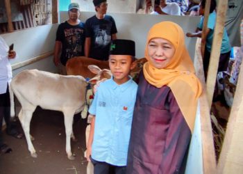 Nanda bersama Khofifah di kandang sapi Sri dan Jeki. (Foto: Julian S/Javasatu.com)