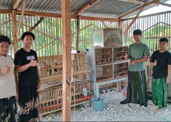 Isi Libur Sekolah, Santri Sahabat Karomah Gresik Belajar Ternak Ayam Elba