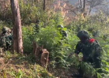 TNI Amankan 21.400 Batang Ganja di Yahukimo, Nilainya Ditaksir Rp8 Miliar