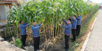 Brandgang Lapas Malang Disulap Jadi Kebun Jagung, Panen Perdana 4 Kuintal