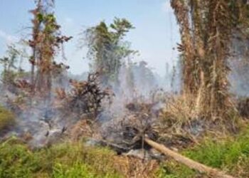 Karhutla Meluas di Sejumlah Daerah, 123 Hektare Lahan Raja Ampat Terbakar