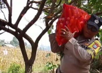 Polisi dan Petani Panen 1,2 Ton Jagung di Cemorokandang Malang