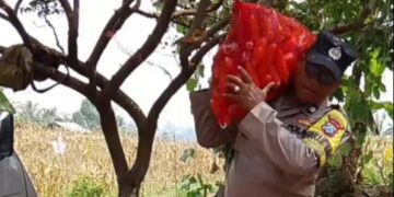 Polisi dan Petani Panen 1,2 Ton Jagung di Cemorokandang Malang